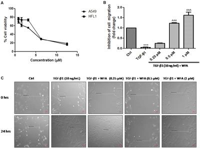 An Adaptogen: Withaferin A Ameliorates in Vitro and in Vivo Pulmonary Fibrosis by Modulating the Interplay of Fibrotic, Matricelluar Proteins, and Cytokines